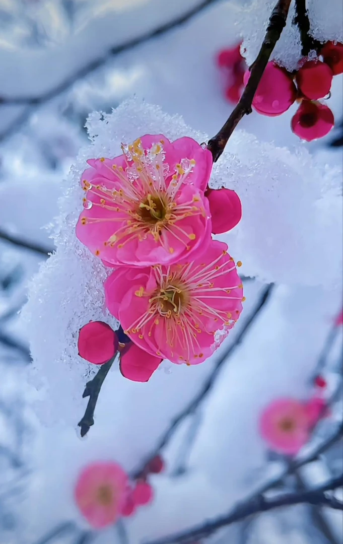 梅花老桩一物一拍