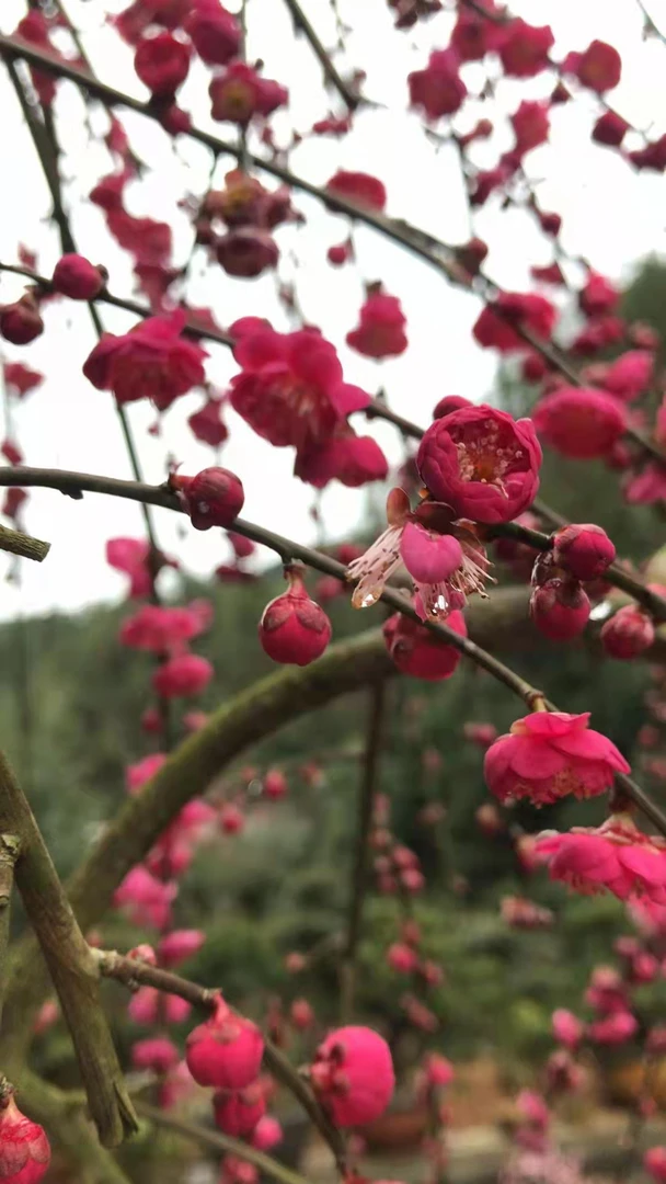 梅花老桩一物一拍