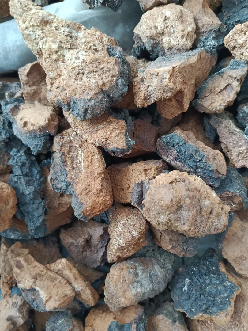 饶河大块桦树茸(500克)