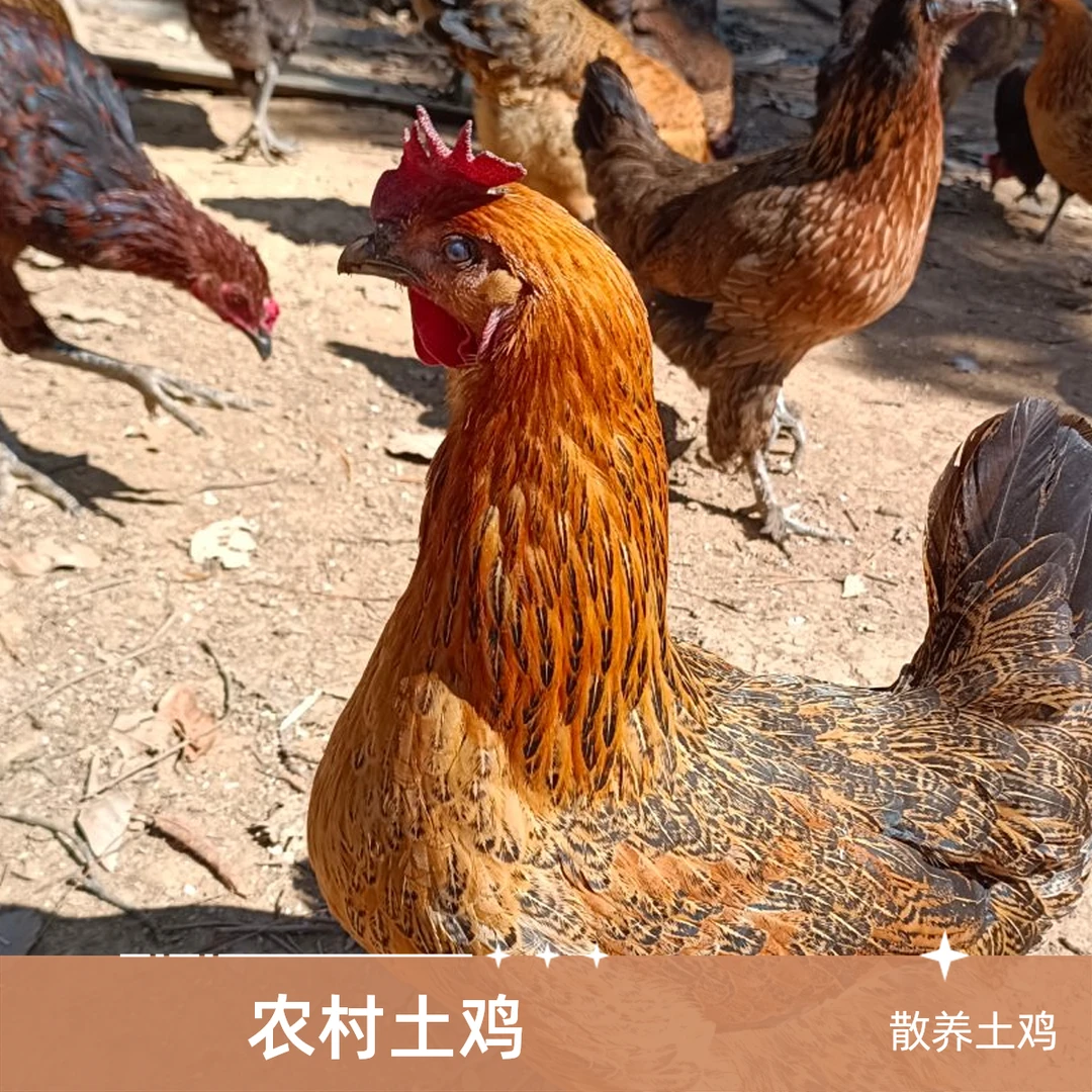 云南农村散养农家自繁自养老母鸡整鸡直播间称重改价