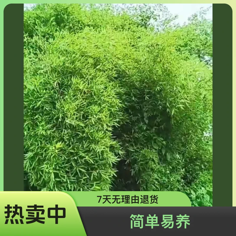 粤西小叶簕竹生桩