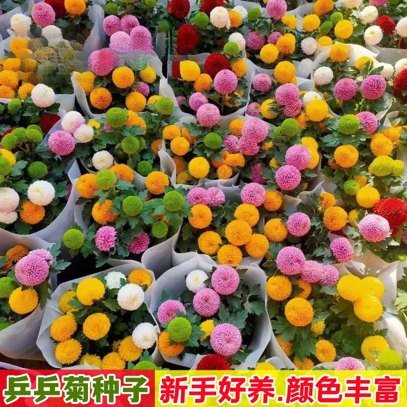 易爆盆乒乓菊花种子室内外庭院四季开花不断种阳台盆栽植物种籽子