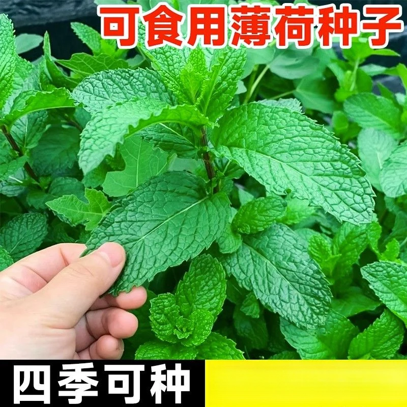 薄荷种子薄荷盆栽可食用薄荷庭院新鲜蔬菜阳台大盆四季种植花种子