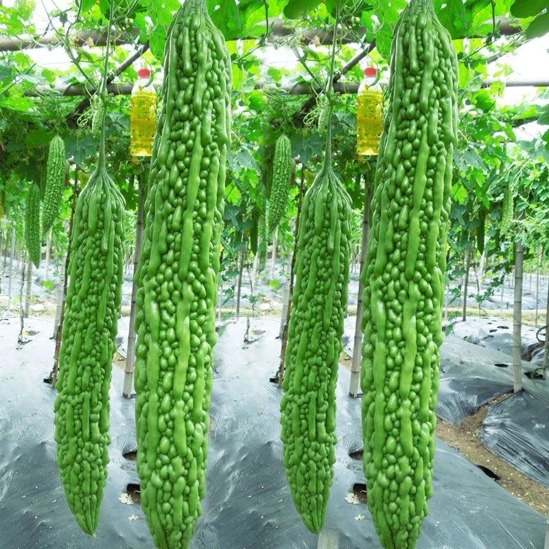 长绿苦瓜种子四季阳台季庭院阳台盆栽蔬果瓜果蔬菜子常绿苦瓜种籽