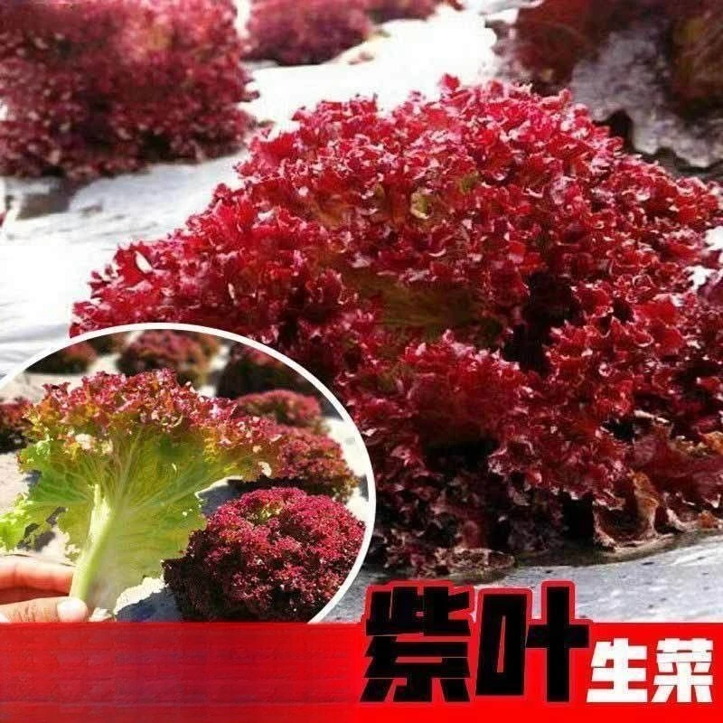紫生菜种籽盆栽四季紫叶生菜种孑四季紫色生菜种子阳台红叶生菜籽