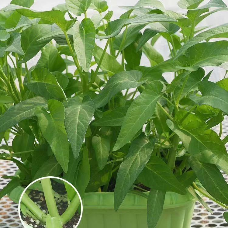 三叉空心菜种籽通心菜种子四季易种阳台盆栽食用大叶青菜种子
