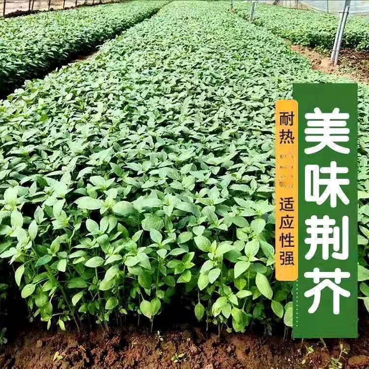 荆芥菜籽河南大叶荆芥种子菜种子蔬菜种子四季播荆菜农家田园种籽