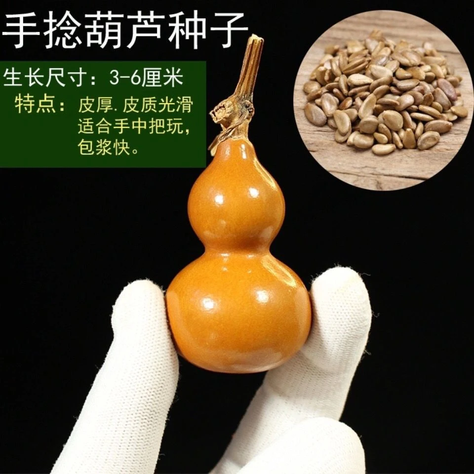 盆栽手捻葫芦种子花卉盆栽活四季播种阳台文玩小亚腰小葫芦