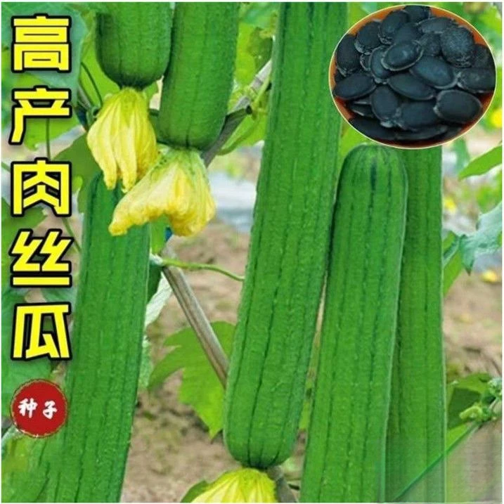 肉丝瓜种子长丝瓜籽早熟四季蔬菜种子清香丝瓜种子