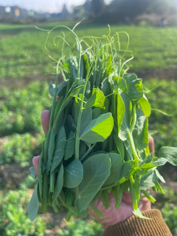 贵州高山农家新鲜豌豆尖嫩芽蔬菜火锅汤料现摘现发