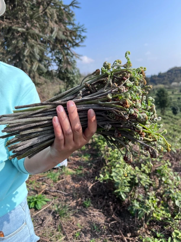 贵州高山野生蕨菜 自然环境生长 2斤起包邮