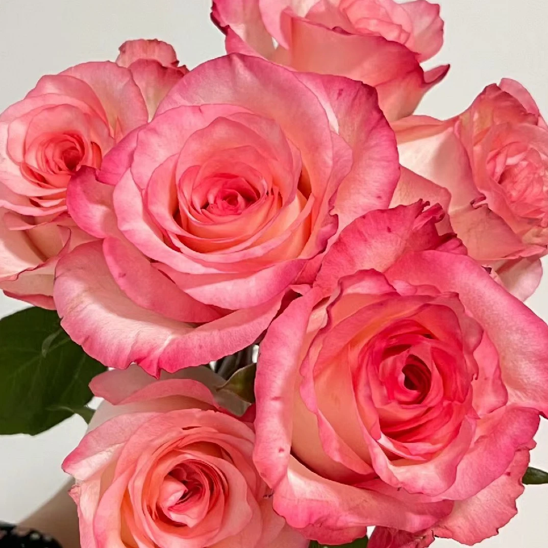 盆栽花卉月季武媚娘