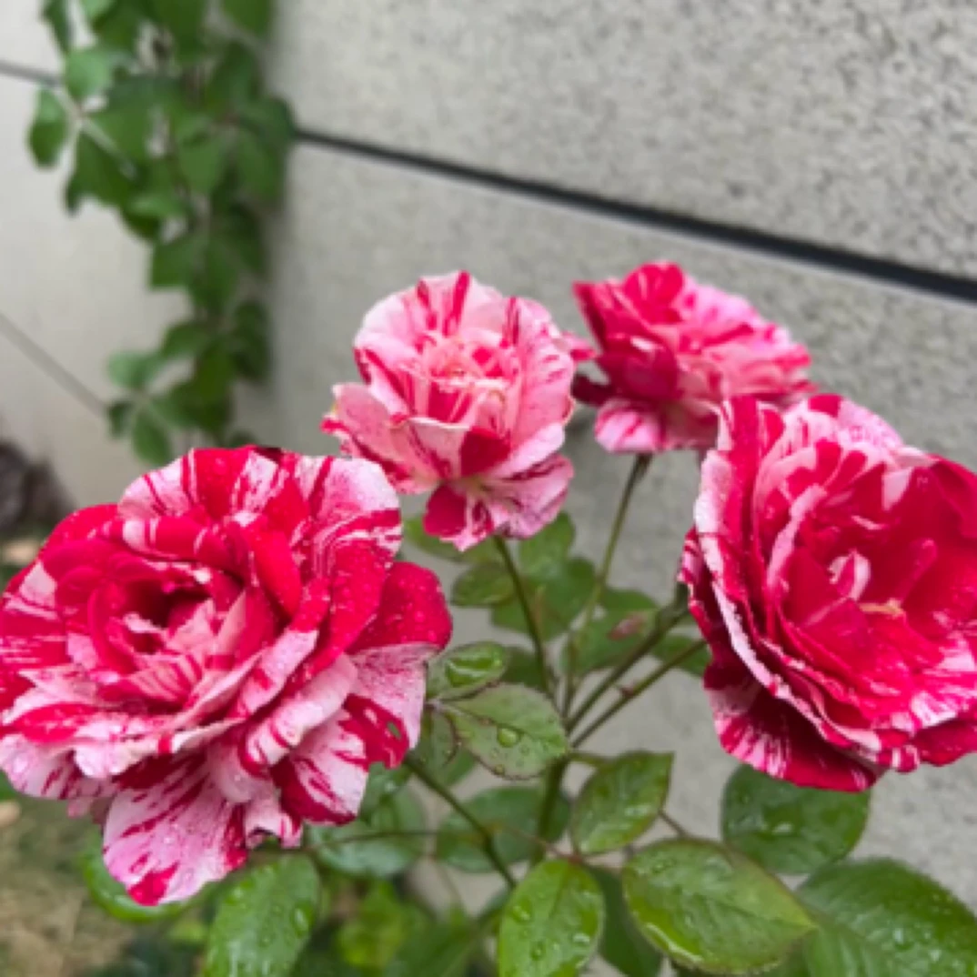 盆栽月季花卉苹果塔