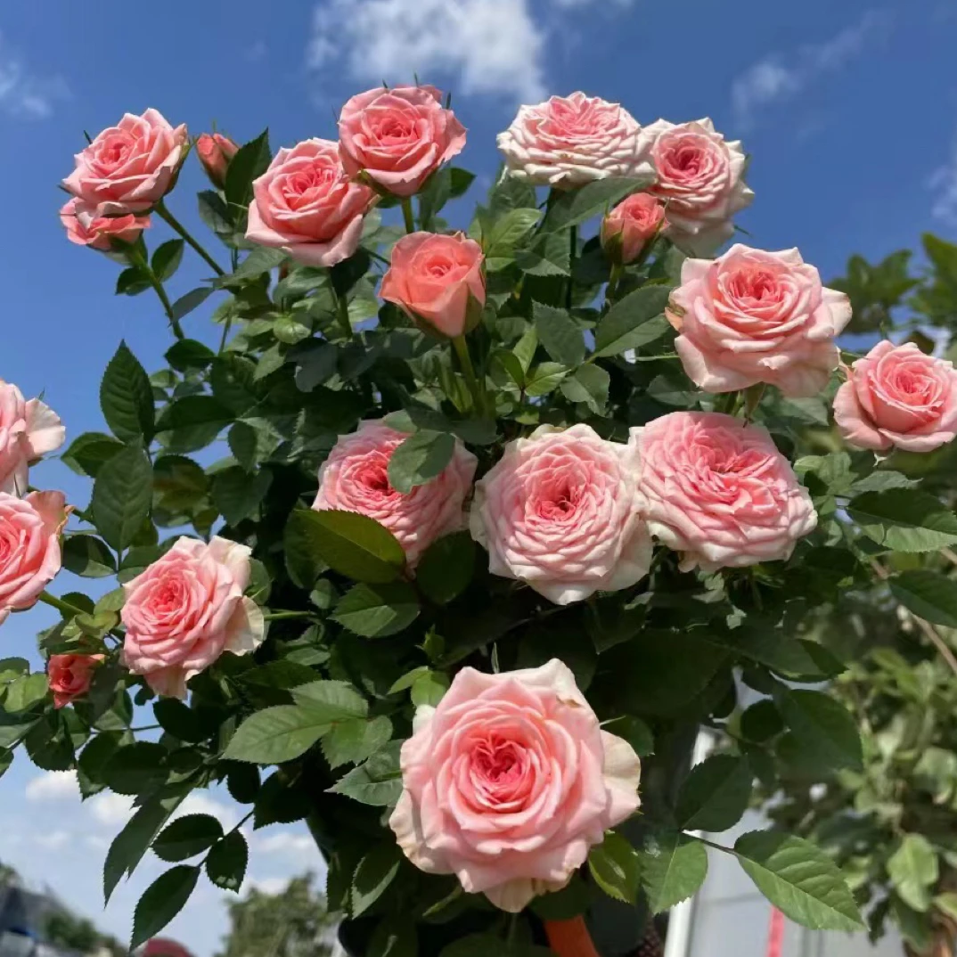 盆栽月季花卉仙度瑞拉