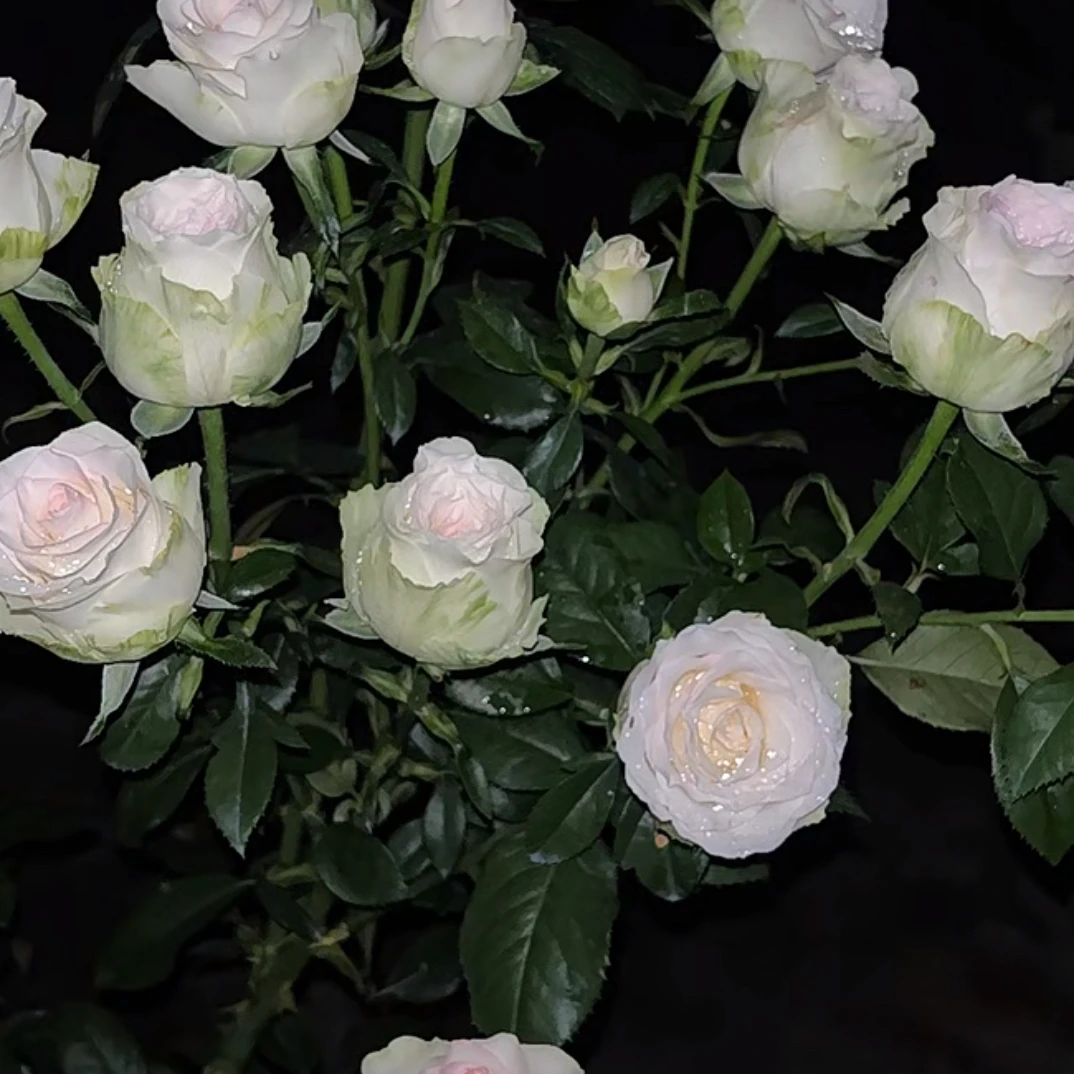 盆栽月季花卉白爱莎