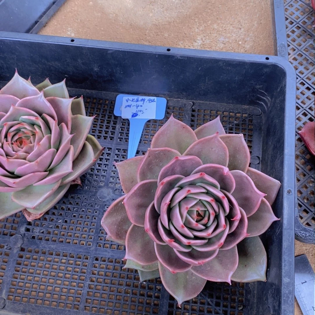 小****张福利1101-40星星