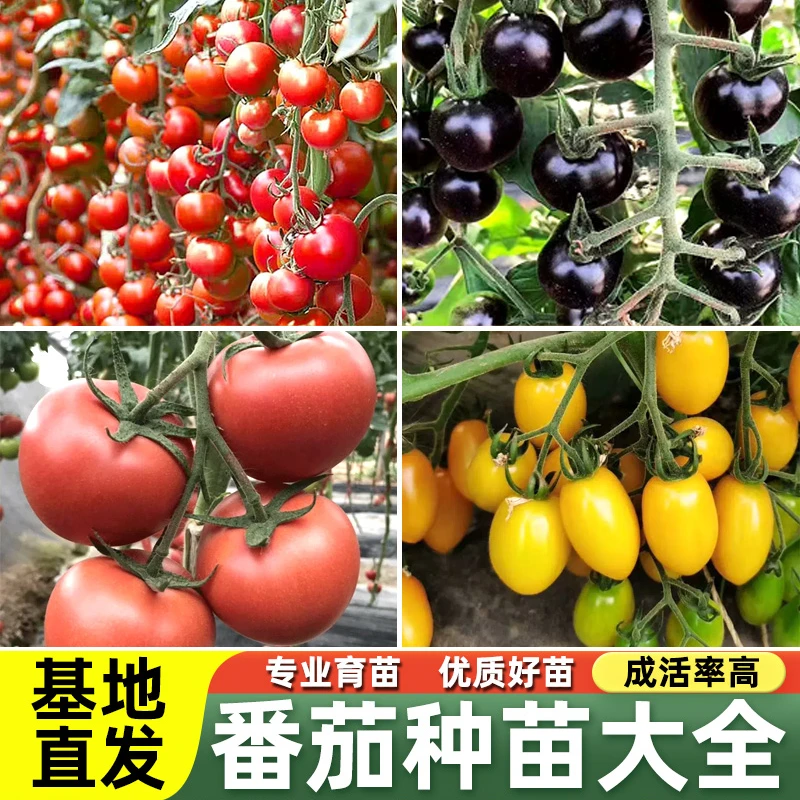 精品番茄苗西红柿苗圣女果小番茄盆栽根系千禧樱桃种植柿子育苗