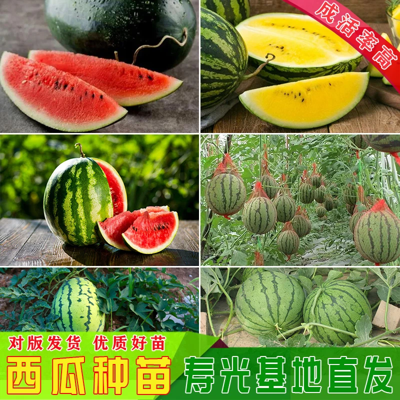 西瓜苗寿光直发8424美都麒麟西瓜脆甜栽种甜蜜根系种植阳台种植