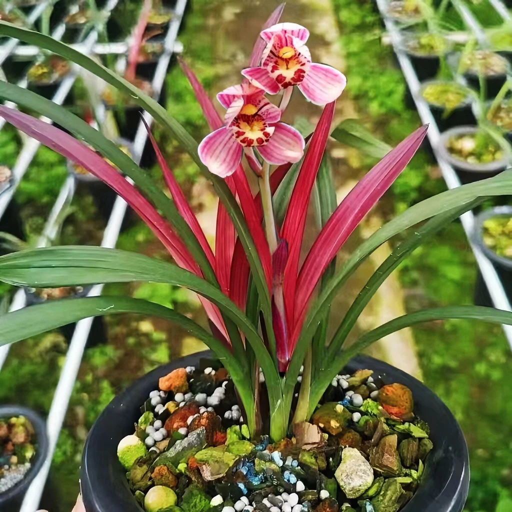 建兰铭品—红草红荷 开花浓香 稀有品种名贵兰花