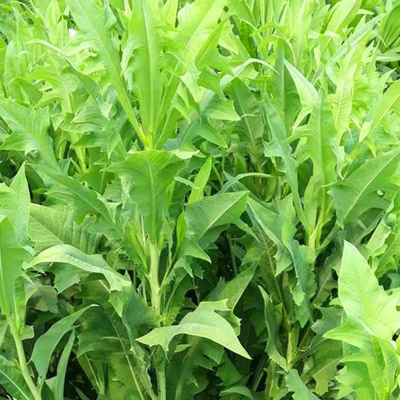 苦荬菜种子 多年生牧草 猪牛羊鸡鸭鹅苦麻菜苦麦菜苦买菜苦卖菜