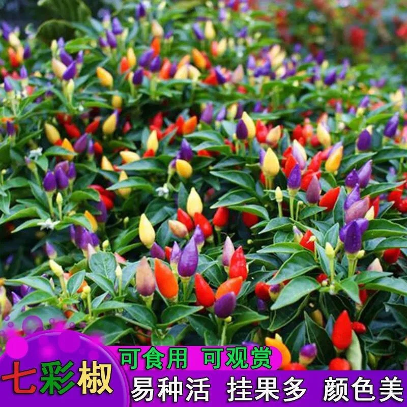 椒种子椒朝天椒种子籽阳台盆栽辣椒蔬菜种子四季播种