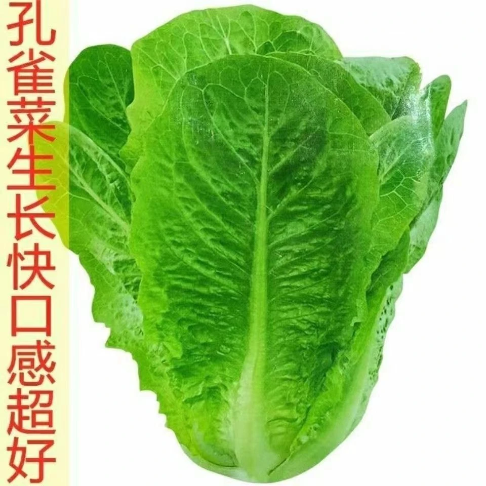 孔雀菜种子四季高钙菜直立生菜种籽四季沙拉菜种子蔬菜种子大全