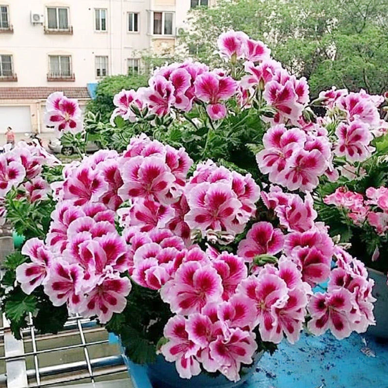 天竺葵花种子长春花百日草花种子春季阳台庭院室内盆栽