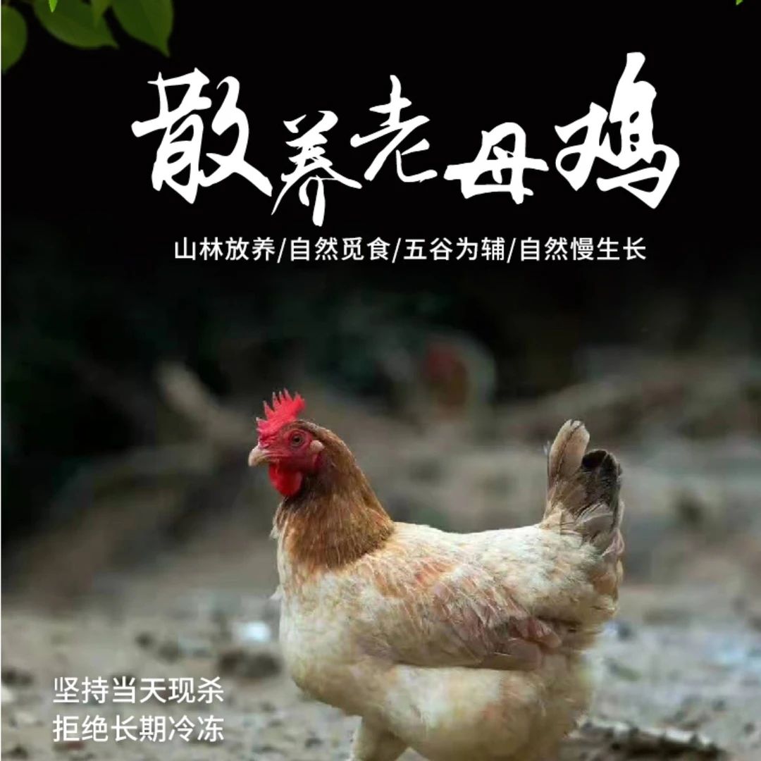 高山散养土鸡 宝妈优选 月子必备果蔬五谷喂养 现场宰杀
