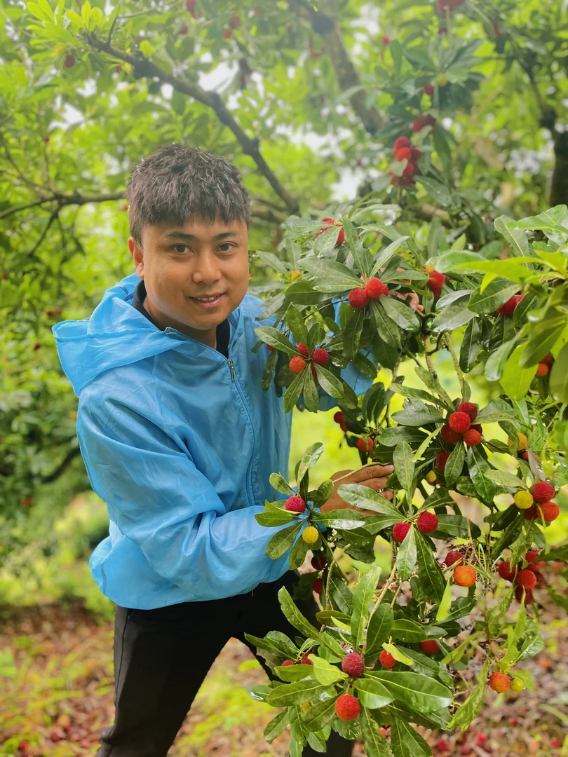 【靖州杨梅】湖南靖州特产杨梅乌梅原产地现摘现发特快冷链包邮
