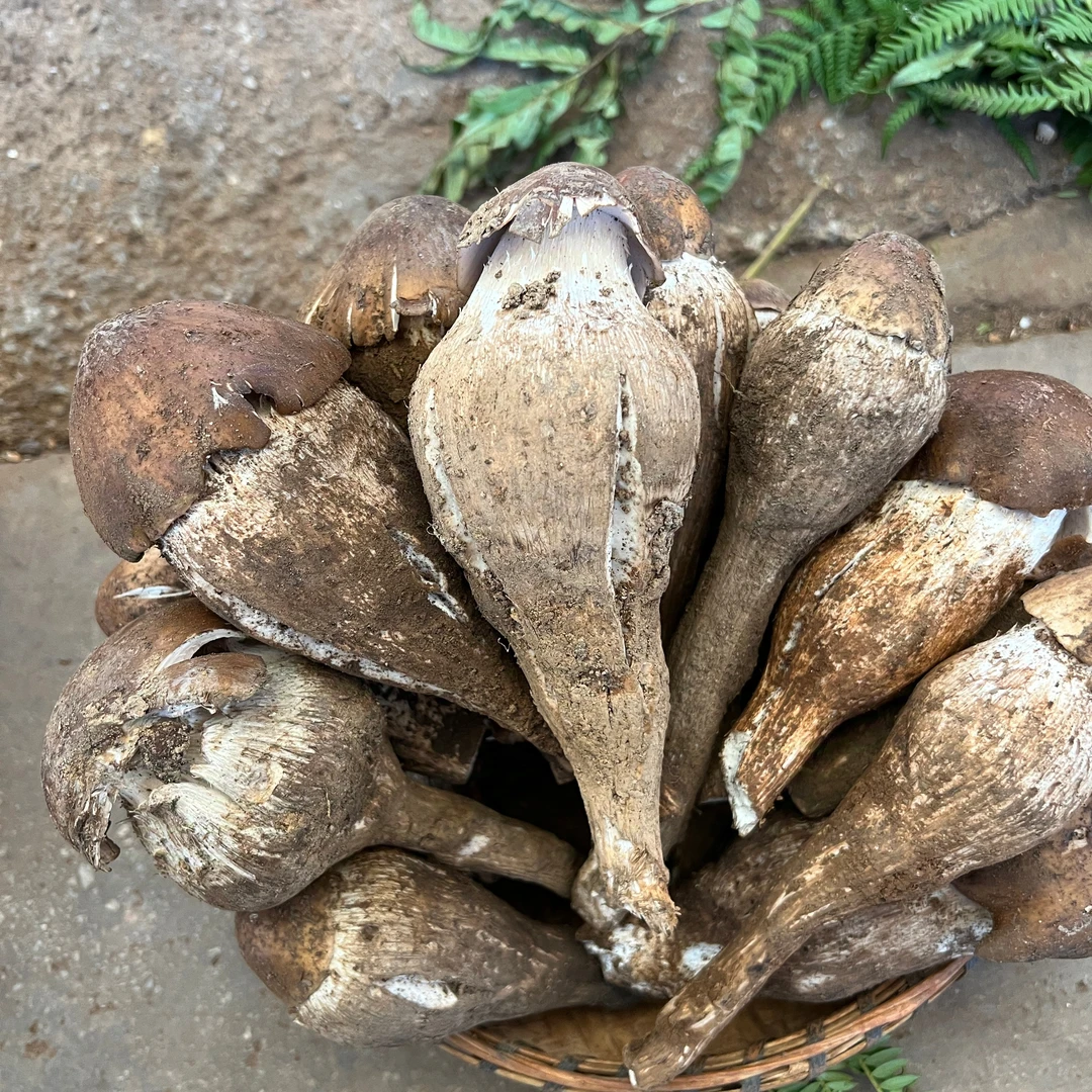 云南野生菌鸡枞独朵鸡枞(顺丰空运)