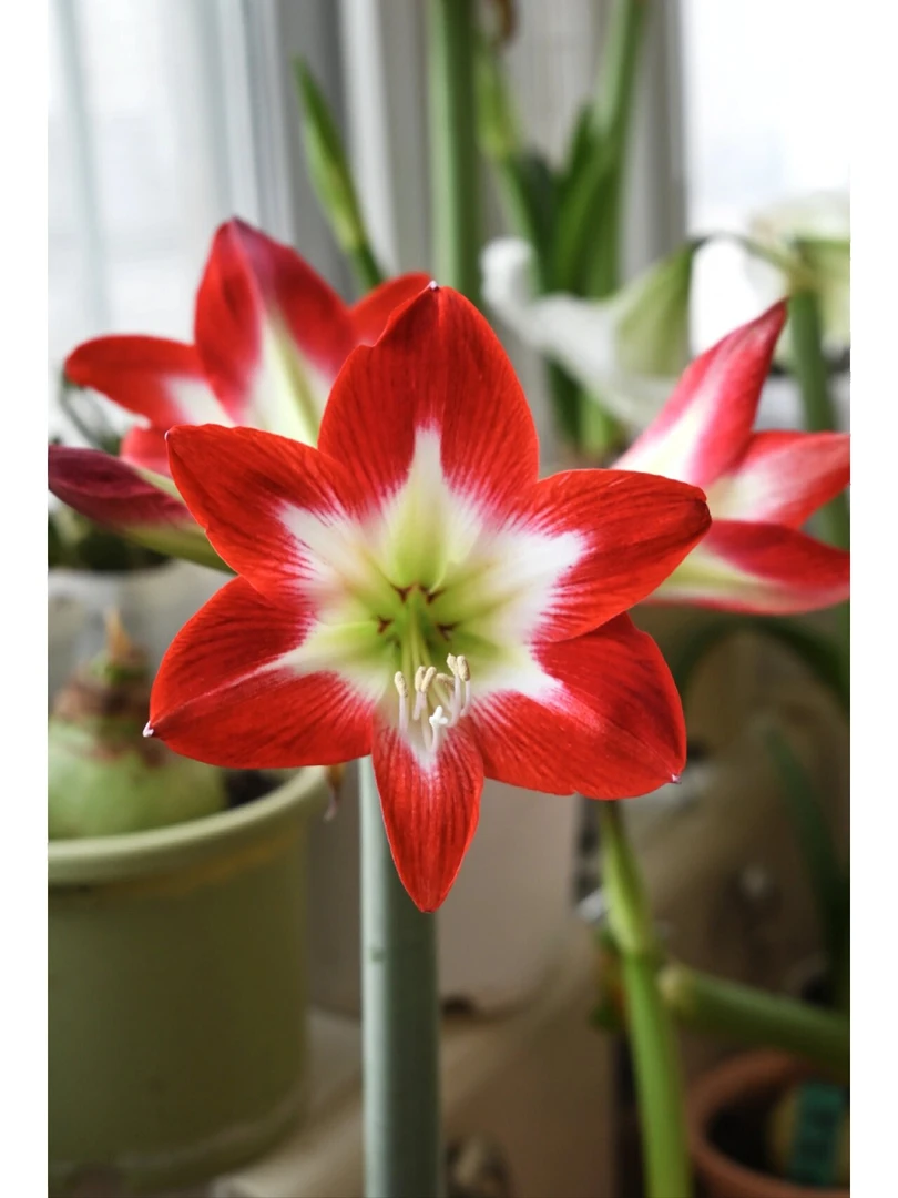 「红唇」单瓣 荷兰进口朱顶红 多年生种球 实际偏小