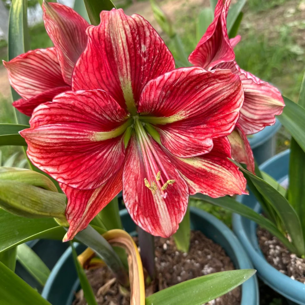 「蝴蝶夫人」 基地球苗 重瓣 球苗朱顶红 <裸根发>