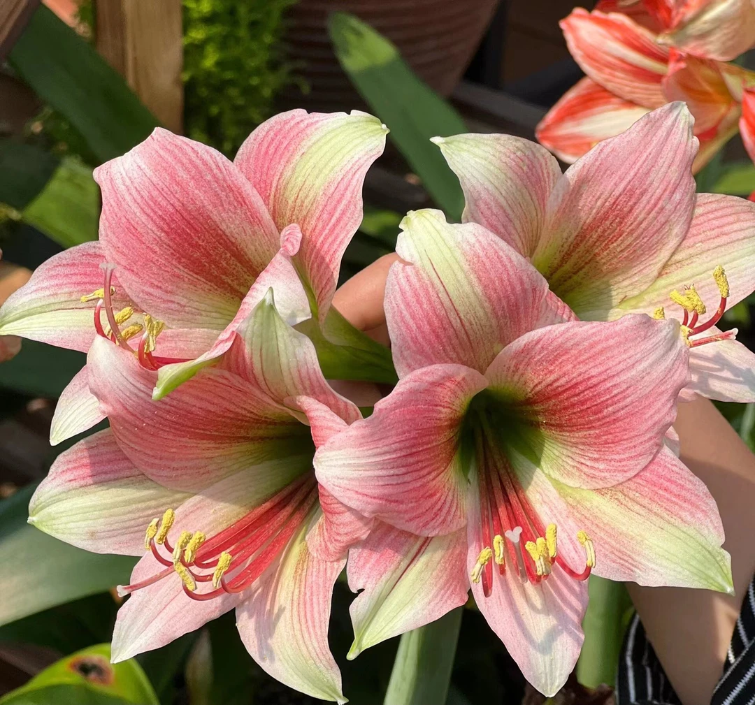 「迷雾」  荷兰进口朱顶红 单瓣 多年生种球 实际偏小