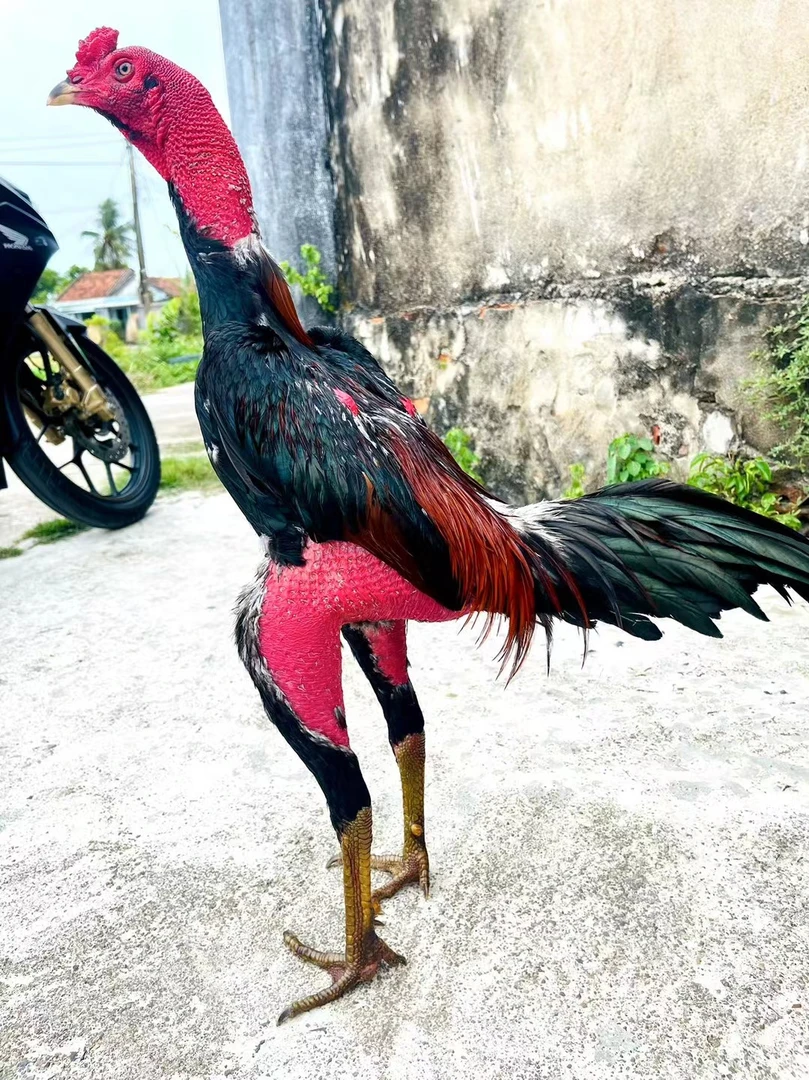 斗鸡 母鸡 公鸡肉 肉质鲜嫩