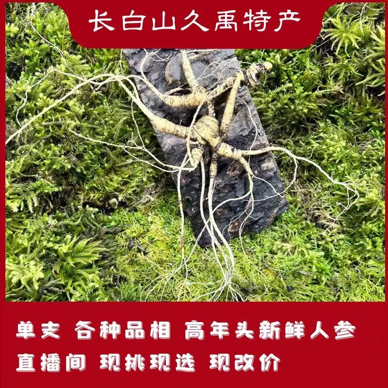 单支改价链接 高年龄长白山放山货人参 现挑现选 包邮 炖汤滋补