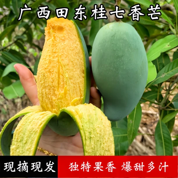 广西百色桂七香芒芒果香甜新鲜采摘4.5斤8斤