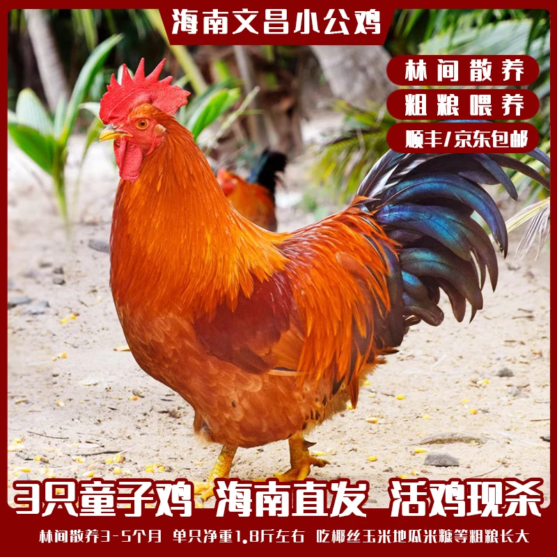 海南小公鸡童子鸡土鸡文昌90天散养现杀