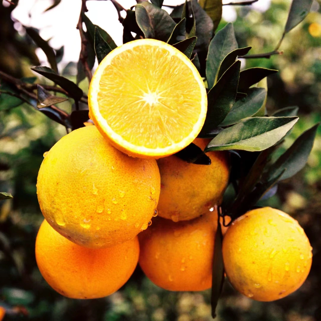 洪江市黔阳冰糖橙，“橙”就品质。“”冰糖苞”精品大果净果9斤