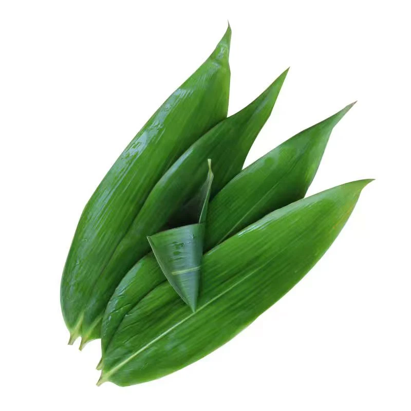 粽叶粽子叶新鲜免邮箬竹叶大码家用包粽子特大号新货商用宽棕叶