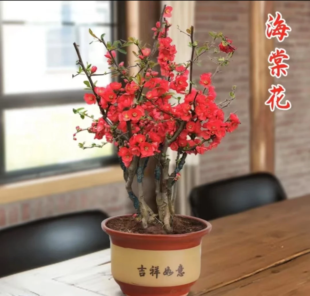 红色海棠花精美观赏花卉（不带盆,土球发货）