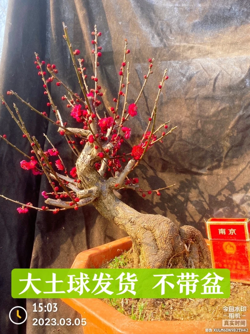 梅花红梅绿梅家养 大土球保湿发货少量落花断枝正常 介意者慎拍