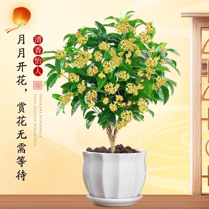 (拍1发5带盆)桂花树苗地栽四季桂盆栽大型名贵植物花卉绿植好养活