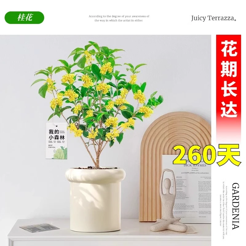 桂花树苗盆栽四季开花基地室内外花卉浓香老桩阳台绿植盆景四季桂