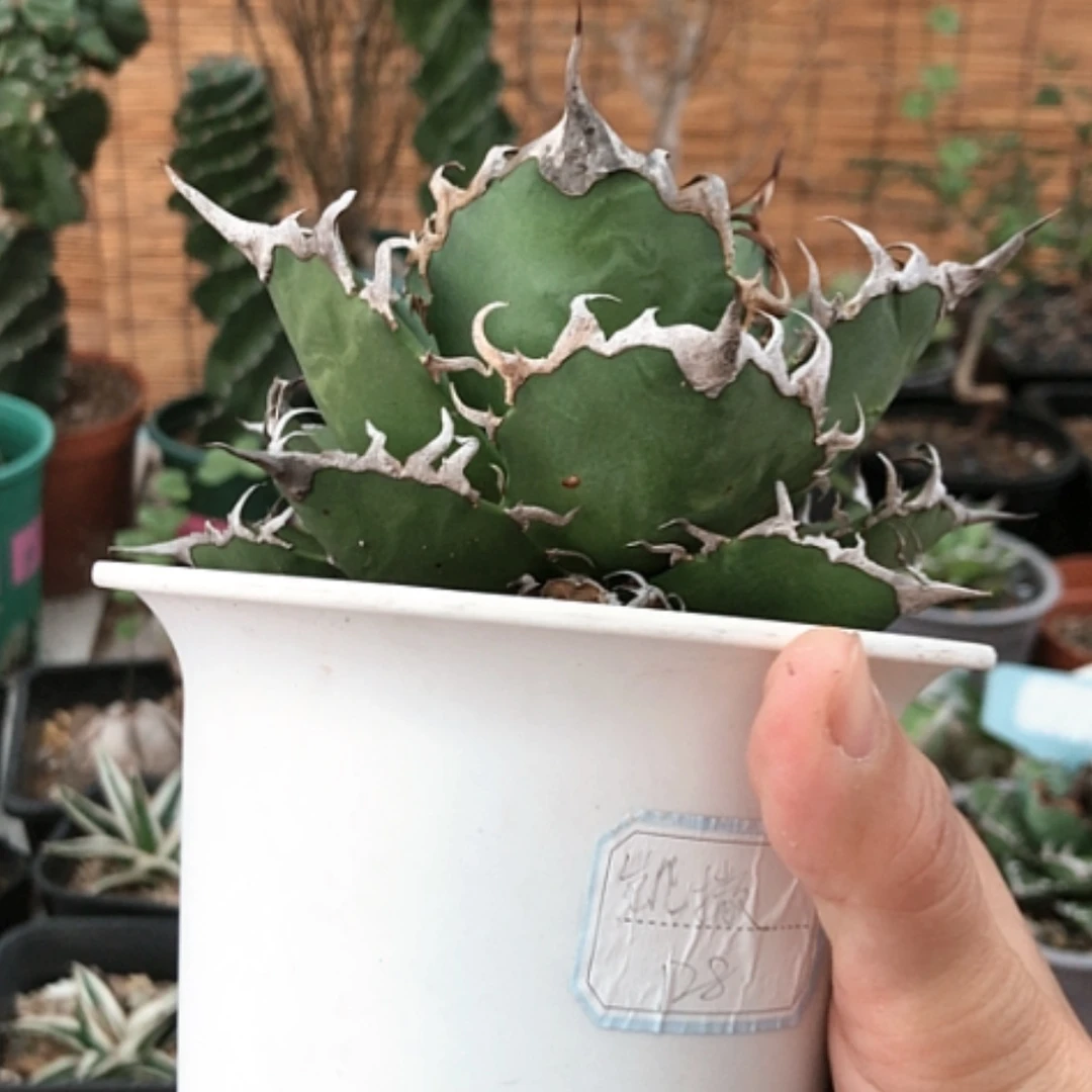 【闪购商品】凯撒龙舌兰