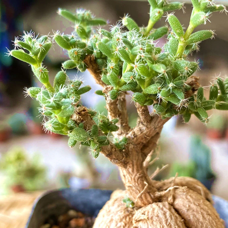 姬红小松 开花多肉植物组合小盆栽 块根老桩盆景室内装饰群生绿植