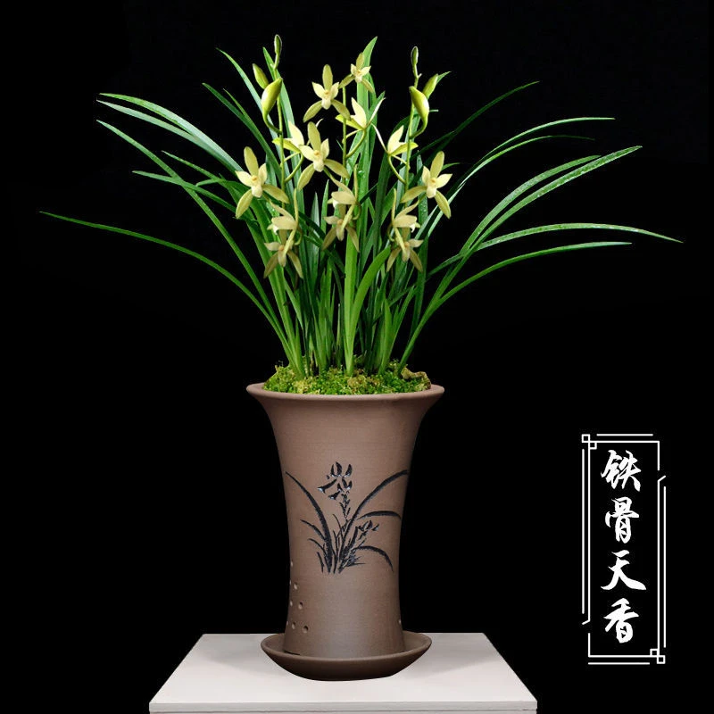 兰花苗盆栽好养君子兰蝴蝶兰花卉绿植物四季开花特大客厅阳台桌面