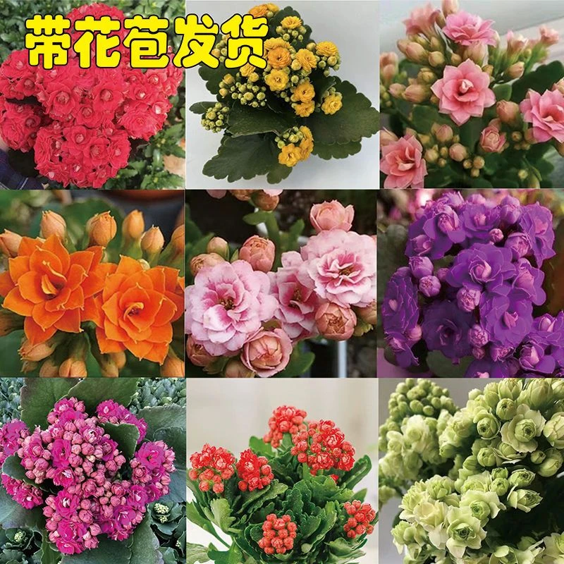 长寿花盆栽带花苞 金狐狸大花重瓣花苗 四季开花阳台庭院花卉绿植