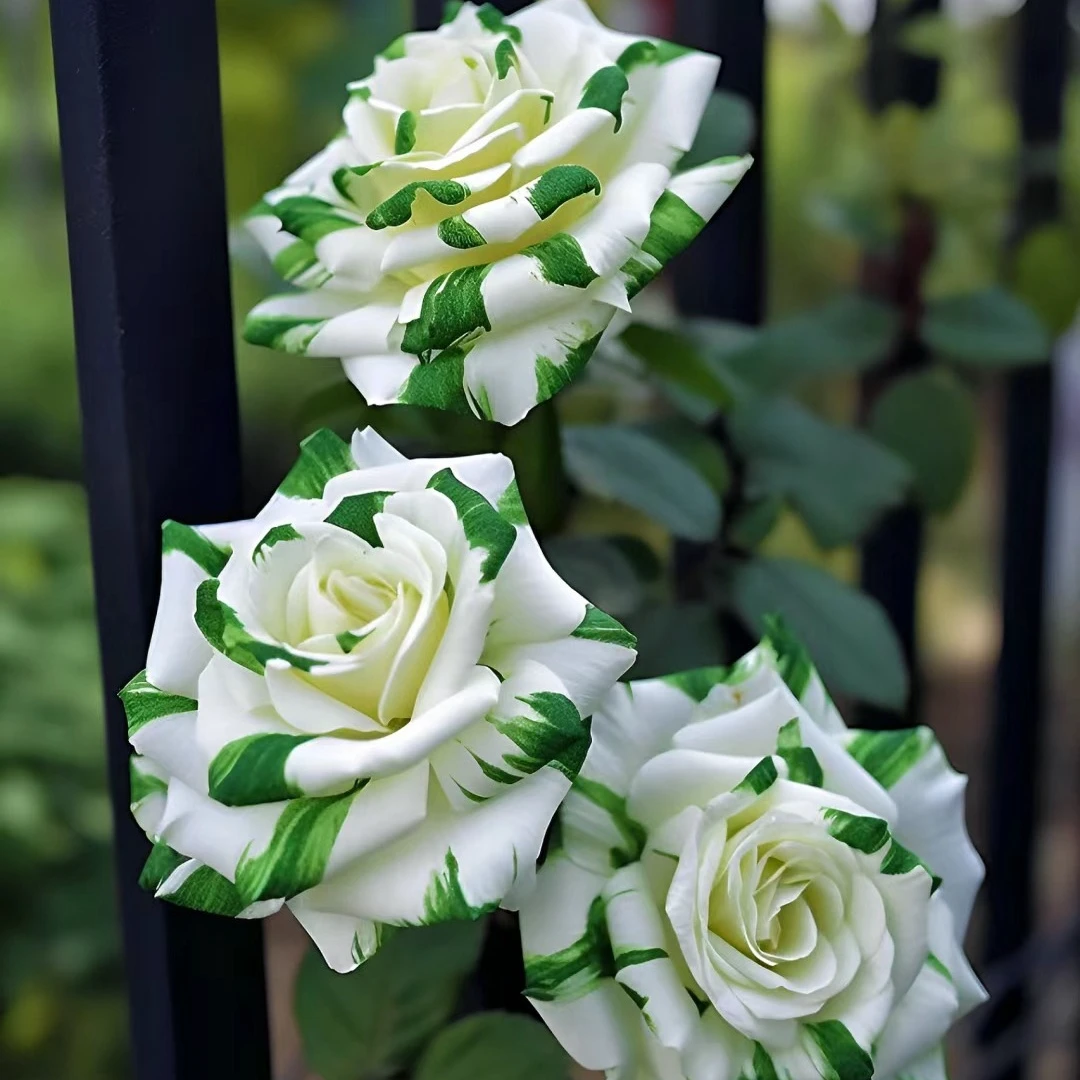 玫瑰花老桩苗四季可种绿植盆栽月季室内室外阳台庭院耐寒耐热花卉