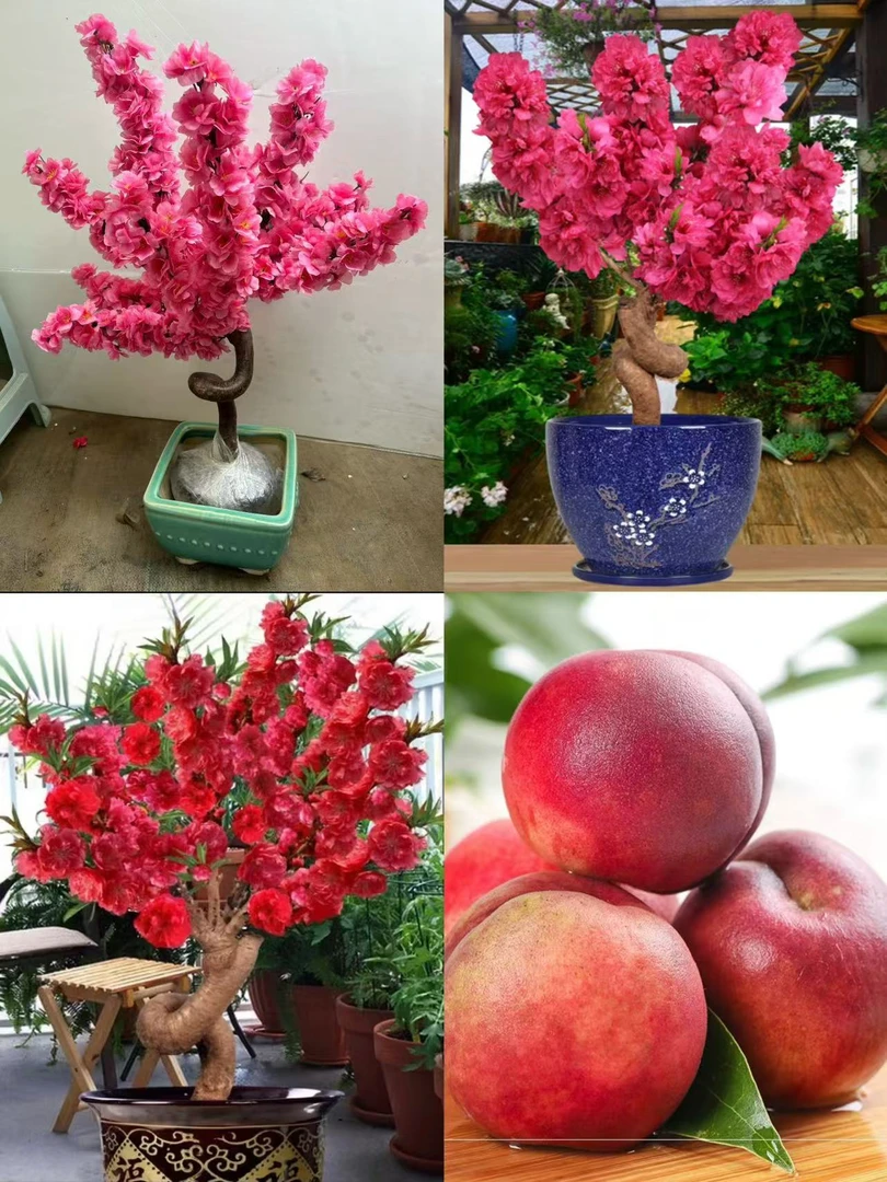 【高端盆景】蟠龙造型桩寿星梅花 8年老桩 带花苞好养耐寒 新手推荐