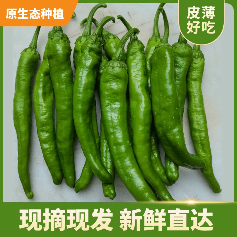 新鲜辣椒软香牛角椒现摘现发皮薄肉嫩产地直供农家自种